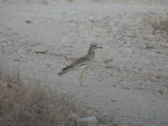 Burhinus oedicnemus