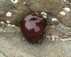 Actinia equina