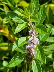 Mentha canadensis