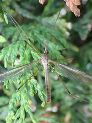 Tipula