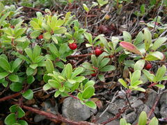 Arctostaphylos uva-ursi