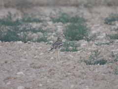 Burhinus oedicnemus