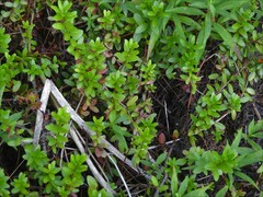 Vaccinium macrocarpon