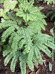 Adiantum pedatum