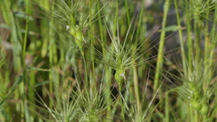 Aegilops neglecta
