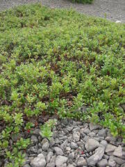 Arctostaphylos uva-ursi