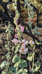 Malacothamnus fasciculatus