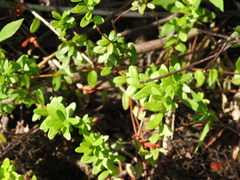 Vaccinium macrocarpon