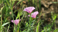 Convolvulus cantabrica