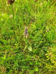 Dactylorhiza fuchsii