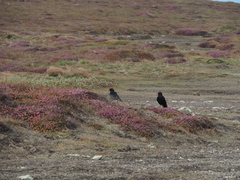 Pyrrhocorax pyrrhocorax