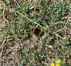 Bombus terrestris