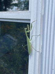 Tenodera angustipennis