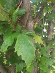 Quercus muehlenbergii