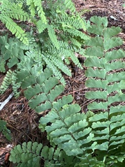 Adiantum pedatum