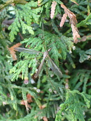 Tipula