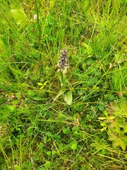 Dactylorhiza fuchsii