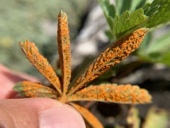 Phragmidium potentillae