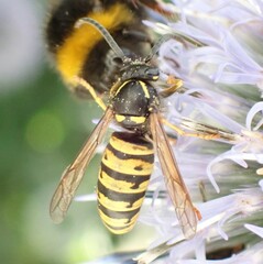 Dolichovespula saxonica