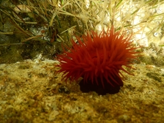 Actinia mediterranea