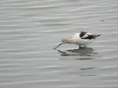 Recurvirostra americana