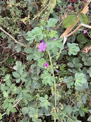 Malva sylvestris
