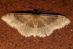 Idaea degeneraria