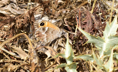 Pyronia cecilia
