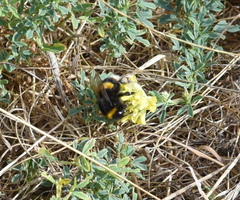 Bombus terrestris