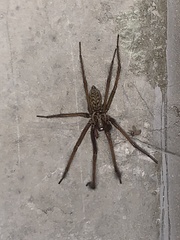 Eratigena atrica