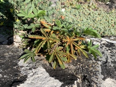 Phragmidium potentillae