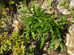 Comptonia peregrina