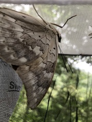 Archaeoprepona demophoon