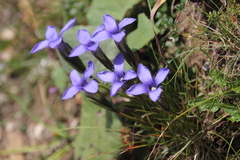 Gentianopsis ciliata