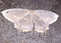 Thinopteryx nebulosa
