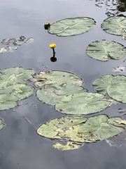 Nuphar lutea