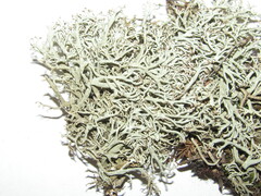 Cladonia arbuscula mitis