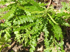 Comptonia peregrina