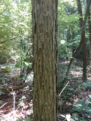 Quercus muehlenbergii