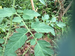 Solanum lycopersicum