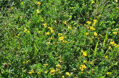 Lotus corniculatus
