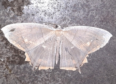 Thinopteryx nebulosa