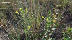 Oenothera clelandii
