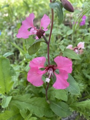 Clarkia