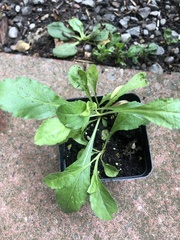 Erigeron philadelphicus