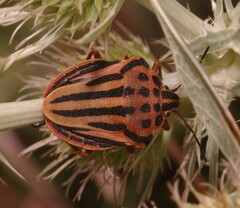 Graphosoma semipunctatum