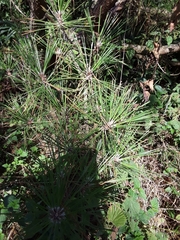 Pinus resinosa