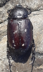 Propomacrus cypriacus