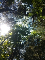 Quercus muehlenbergii