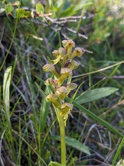 Dactylorhiza viridis